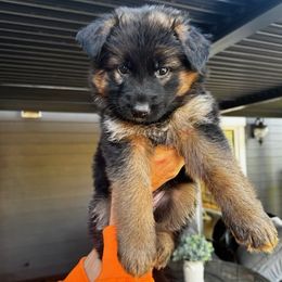 Ashla (Girl 4) - Black and red female German Shepherd puppy in Snohomish, Washington from Wataha Shepherds