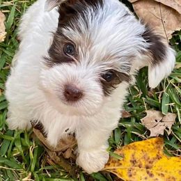 Yorkshire Terrier Puppies from Sophea Cheth's Yorkshire Terriers