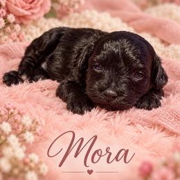 Mora - Black female Morkie puppy in Davie, Florida from Sweet Peluditos