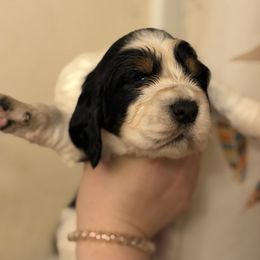 Bellatrix - Black white and tan female English Springer Spaniel puppy in Huntingdon, Pennsylvania from Indian Creek Springers and Doxies