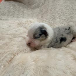Bailey - Blue merle female Australian Shepherd puppy in Celina, Tennessee from CumberlandRidge Australian Shepherds