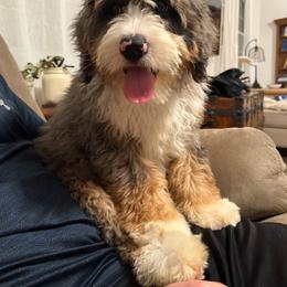 Slate - Blue merle male Bernedoodle puppy in Ashland, Kentucky from Still Waters Farm