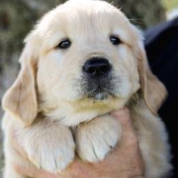 Wendy (Silver collar) - Golden female Golden Retriever puppy in Mason, Michigan from Sweet Breeze Acres