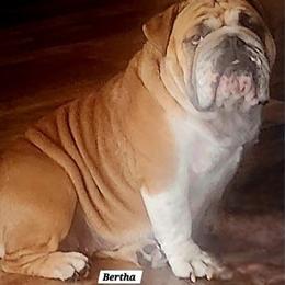 Bertha - Bulldog