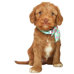 Cheez-It - Aussiedoodle puppy from Boondock Doodles