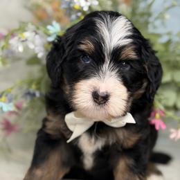 Ziggy - Tri-color male Bernedoodle puppy in Yuciapa, California from AlltheDoodlez_