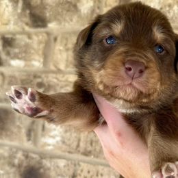 Australian Shepherds from 5R Russell Standards