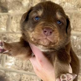 Australian Shepherds from 5R Russell Standards