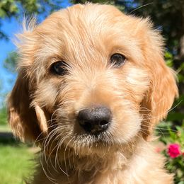 Stormy - Cream Goldendoodle puppy in Amery, Wisconsin from Cornerstone Kennels