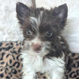 Parti boy - Parti male Yorkshire Terrier puppy in Gaylesville, Alabama from Sweet Alabama Yorkies