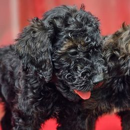 Goldendoodles from Vera's Goldendoodles