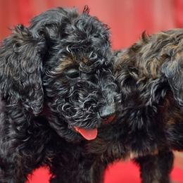 Goldendoodles from Vera's Goldendoodles