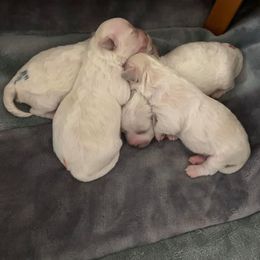 Bichon Frise Puppies from Charmed Bichons