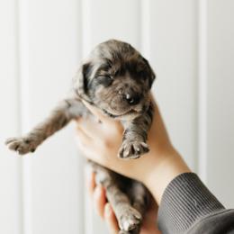 Haggard (Hag) - Blue Collar - Merle male Goldendoodle puppy in Newell, Iowa from Front Porch Goldens