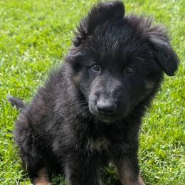 Primo - Bi-color male German Shepherd puppy in Waterloo, New York from Von Nikolaos German Shepherds