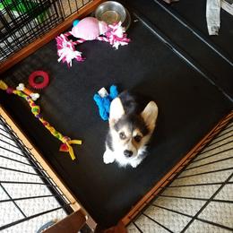Pembroke Welsh Corgi Puppies from Ranch Hand Corgis