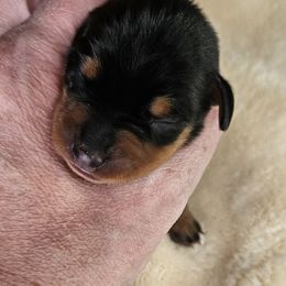 Miniature Pinscher Puppies from Jersey little devils