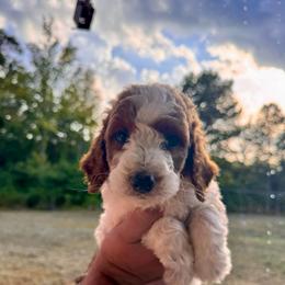 Knox - Parti male Poodle puppy in Osyka, Mississippi from Southern Sunshine Standards