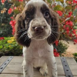 Frankie - Liver and white female English Springer Spaniel puppy in Statesville, North Carolina from BAR Z Springers