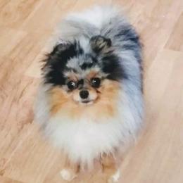 Chihuahuas and Pomeranians from Schoens Pomeranian's