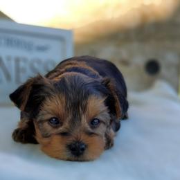 Beau - Black and gold male Yorkshire Terrier puppy in Dickson, Tennessee from Rowan's Rascals