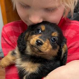 Remi - Black and cream male Dachshund puppy in Ft Dodge, Iowa from Secret Reality