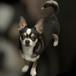 Hazel - Chihuahua