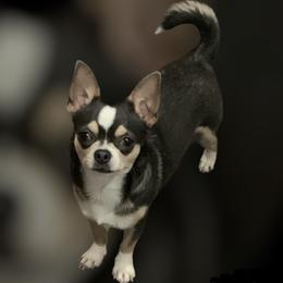 Hazel - Chihuahua