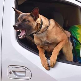 Belgian Malinois from Vom Herden Haus Kennels