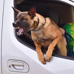 Belgian Malinois from Vom Herden Haus Kennels