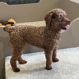 Butterball - Poodle