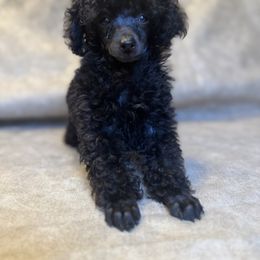 Boy 4 - Black male Poodle puppy in Amarillo, Texas from Amarillo Toy Poodles