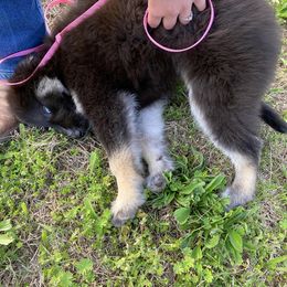 Siberian Husky Puppies from North Valley Huskies