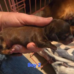 Robin - Red male Dachshund puppy in Mobile, Alabama from Mobile Mini Dachshunds