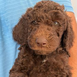 Light Green - Chocolate female Labradoodle puppy in Chula Vista, California from Coastal Cocoa Labradoodle