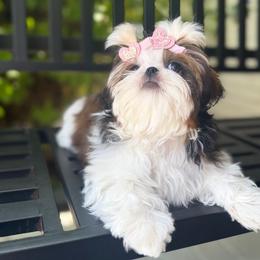 Milan - Shih Tzu