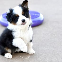 Cosmo - Black tri male Miniature Australian Shepherd puppy in Wichita Falls, Texas from Shooting Stars Ranch Toy and Mini Aussies