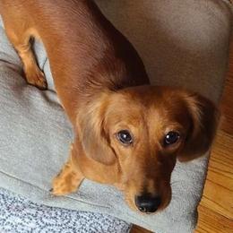 Jessie - Dachshund