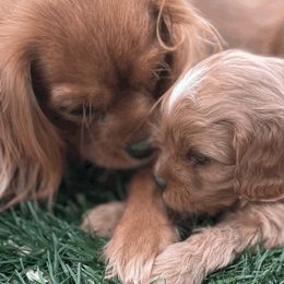 Cavapoos from Marmalade Cavapoos