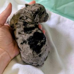 Boy 1 - Merle male Cavapoo puppy in Sparta, Missouri from Sis' Doodles & Poodles