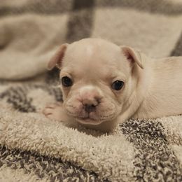 French Bulldog Puppies from Electric City Frenchies