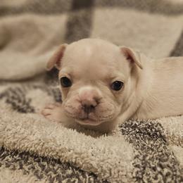 French Bulldog Puppies from Electric City Frenchies