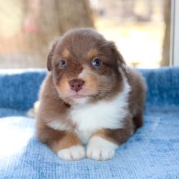 Venti - Red merle female Australian Shepherd puppy in Coldwater, Michigan from Northern Star Australian Shepherds