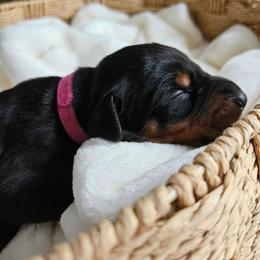 Black and rust female pink - Black and rust female Doberman Pinscher puppy in Hamilton, Ohio from Little Dragon Dobermans