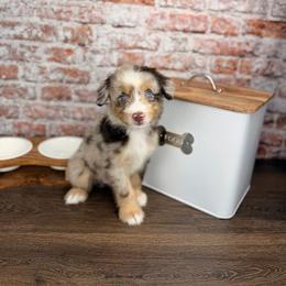 Rigatoni BLUE EYES - male Australian Mountain Doodle puppy in Sweetwater, Florida from Sandy Snout Doodles