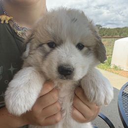 Taco - Badger male Colorado Mountain Dog puppy in Cotopaxi, Colorado from Once Upon A Moose (OUM)