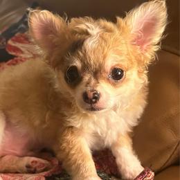 Monkey - Merle male Chihuahua puppy in Burleson, Texas from Luxe Paradise House of Chi