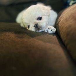 Chihuahua puppies from Gift of Gods Favor