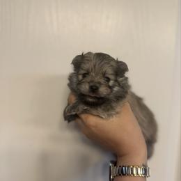 Nova - Orange sable female Pomeranian puppy in Lillington, North Carolina from Dignified Poms