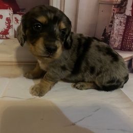 Girl 3 - Dapple female Dachshund puppy in Stilwell, Oklahoma from Bidding Creek Dachshunds